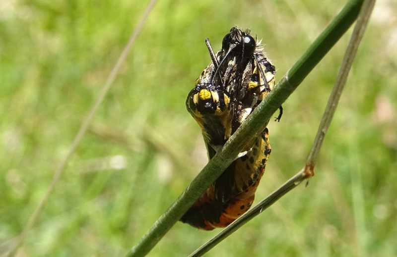 91 uova gialle : Aporia crataegi su..... Sambucus nigra